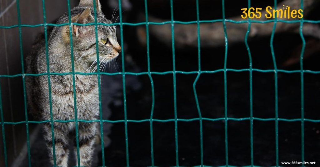 Financially support a cat from a shelter